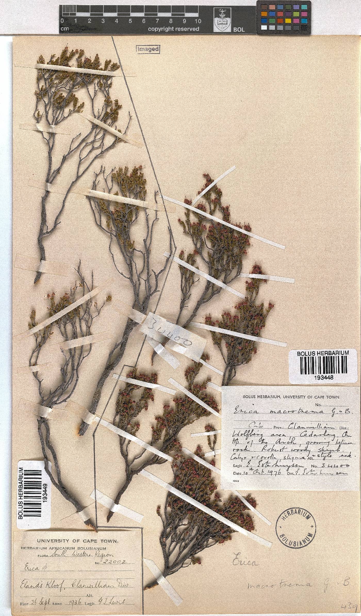 Erica macrotrema image