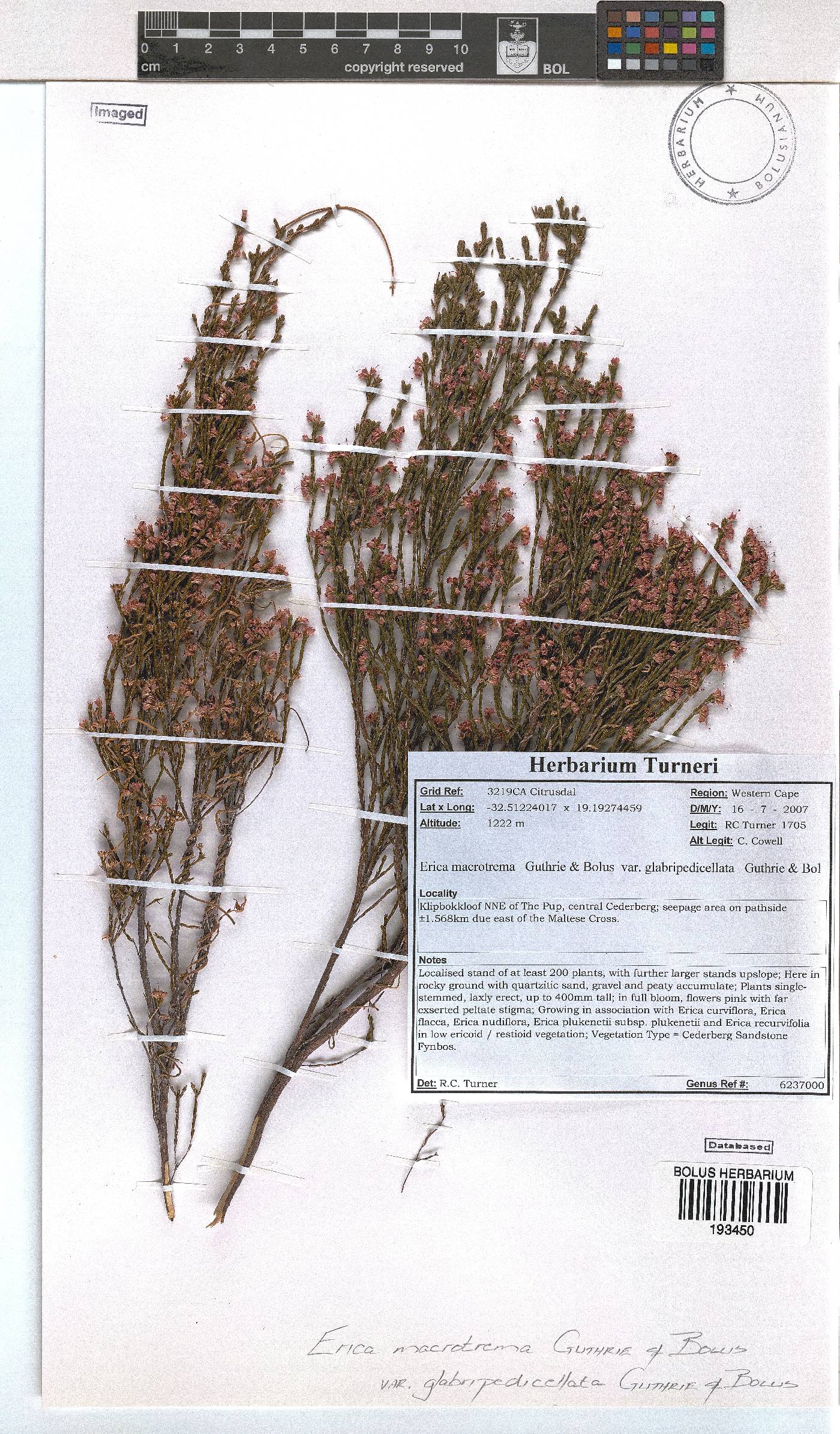 Erica macrotrema image