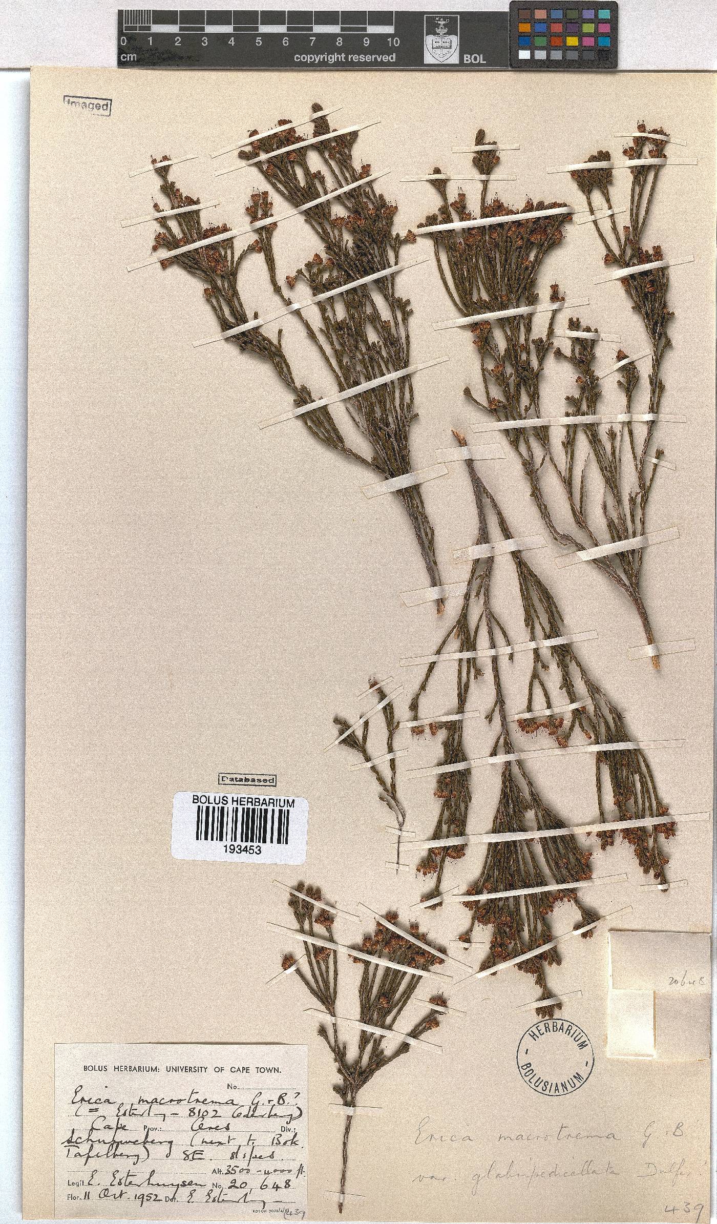 Erica macrotrema var. glabripedicellata image