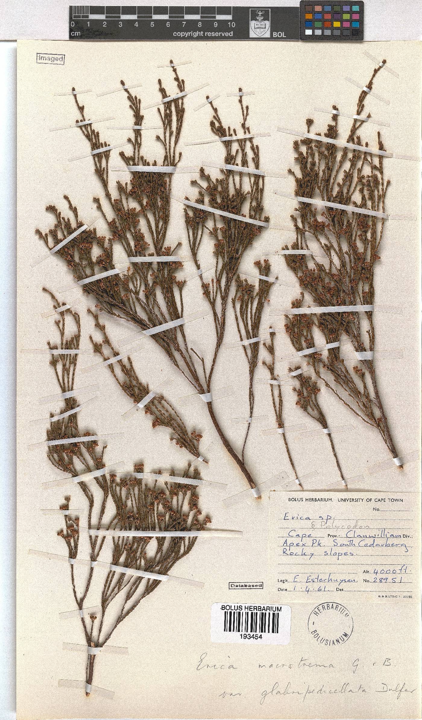Erica macrotrema var. glabripedicellata image