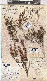 Erica longistyla image