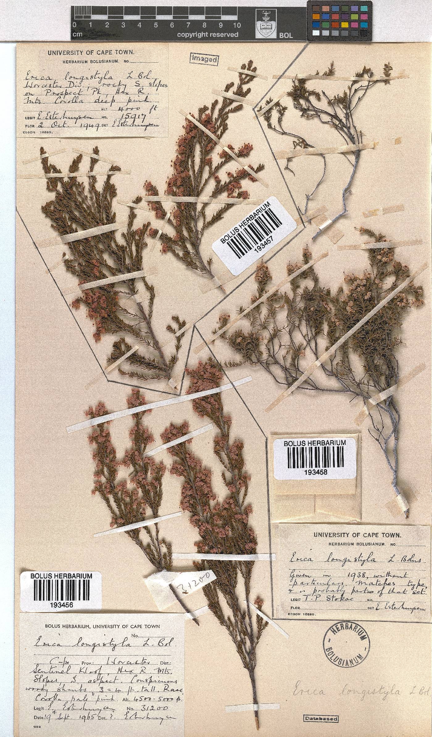 Erica longistyla image