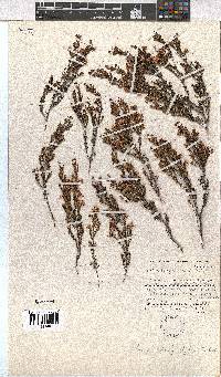 Erica longistyla image