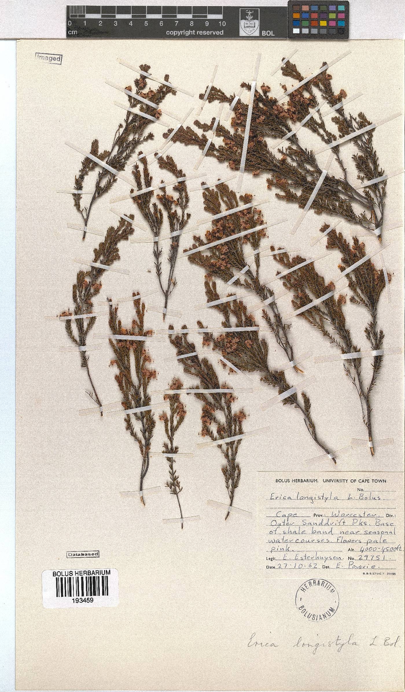 Erica longistyla image