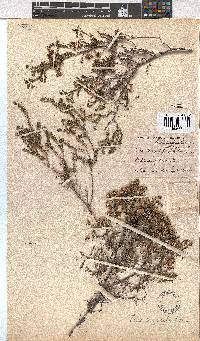 Erica longistyla image