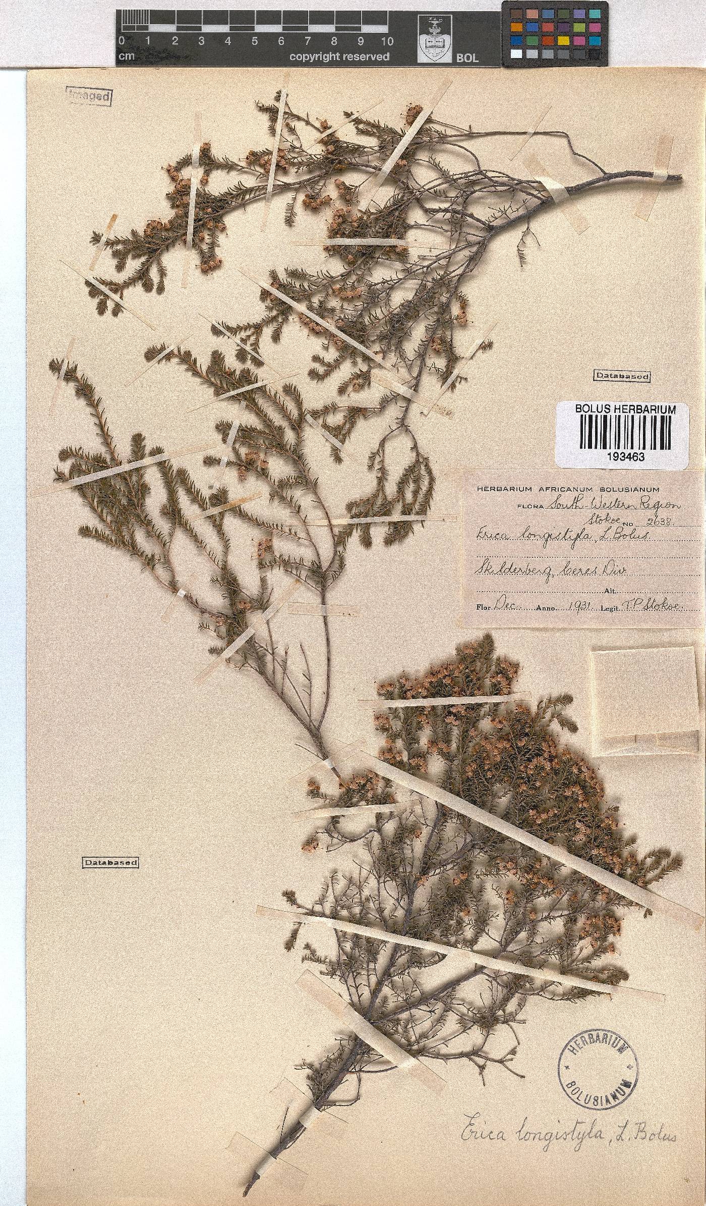 Erica longistyla image