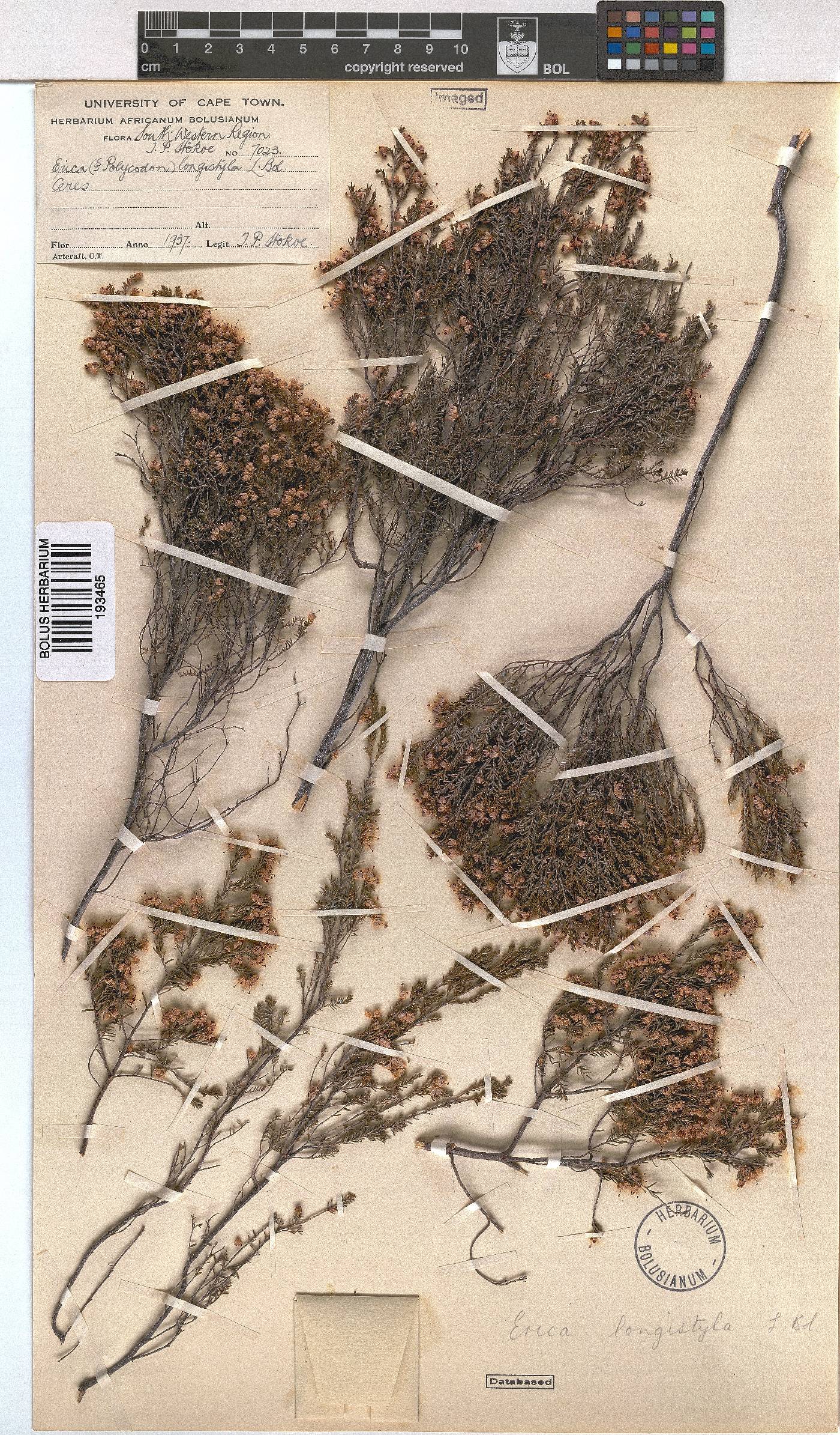 Erica longistyla image