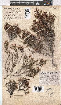 Erica longistyla image