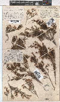 Erica longistyla image