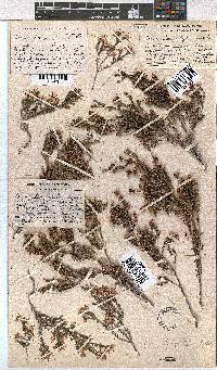 Erica longistyla image