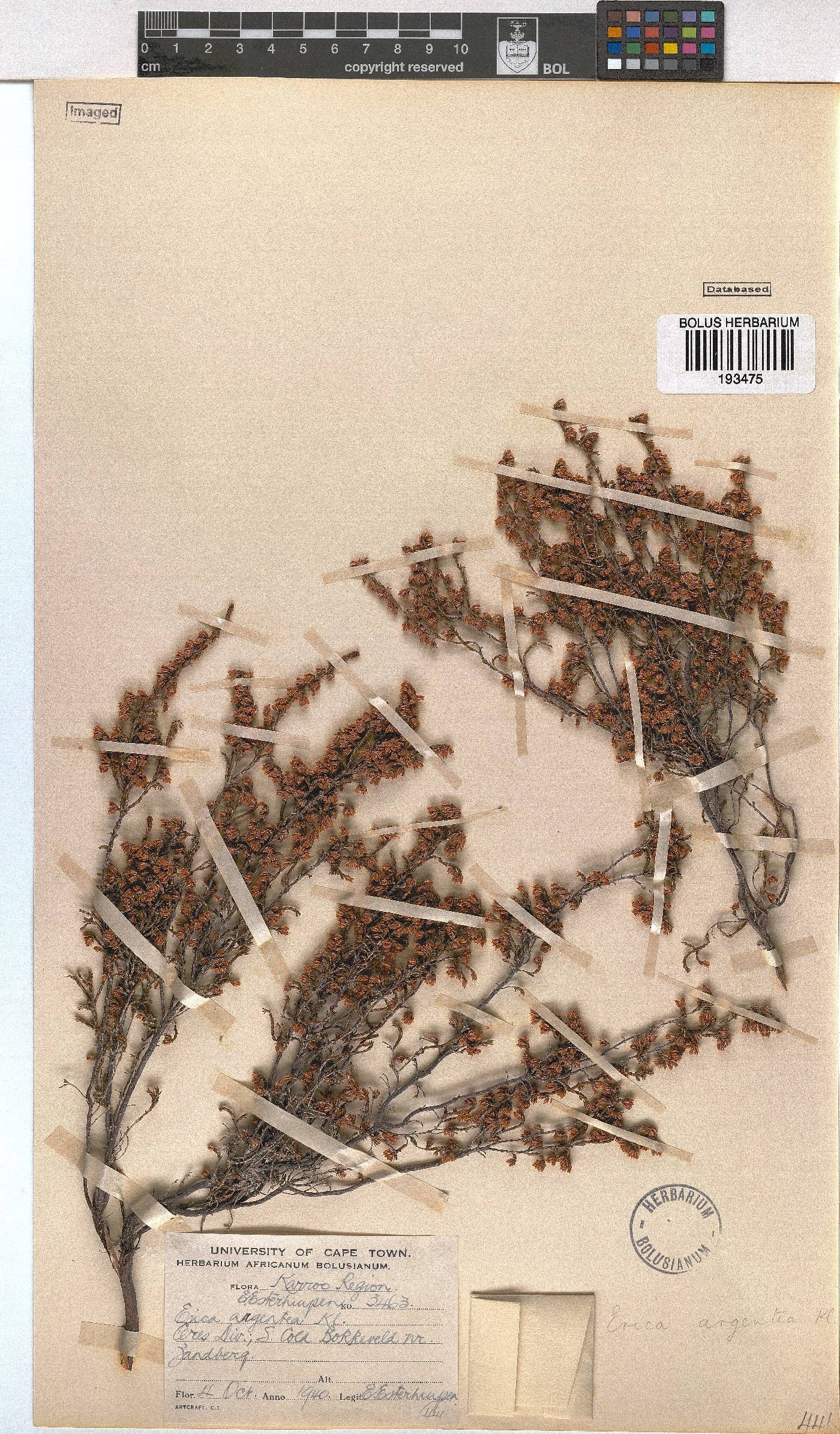 Erica argentea image