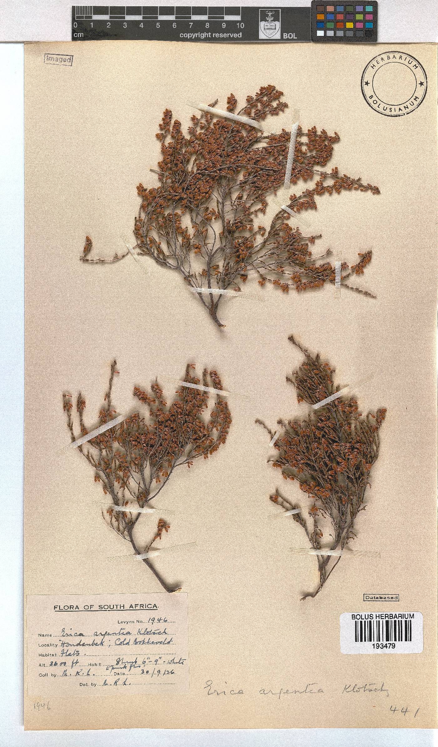 Erica argentea image