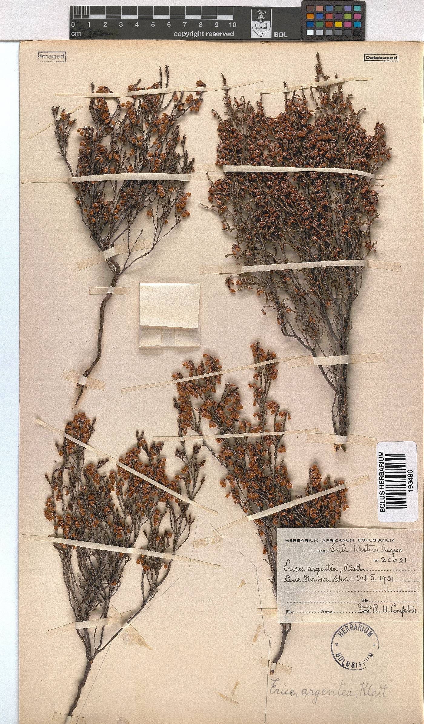 Erica argentea image