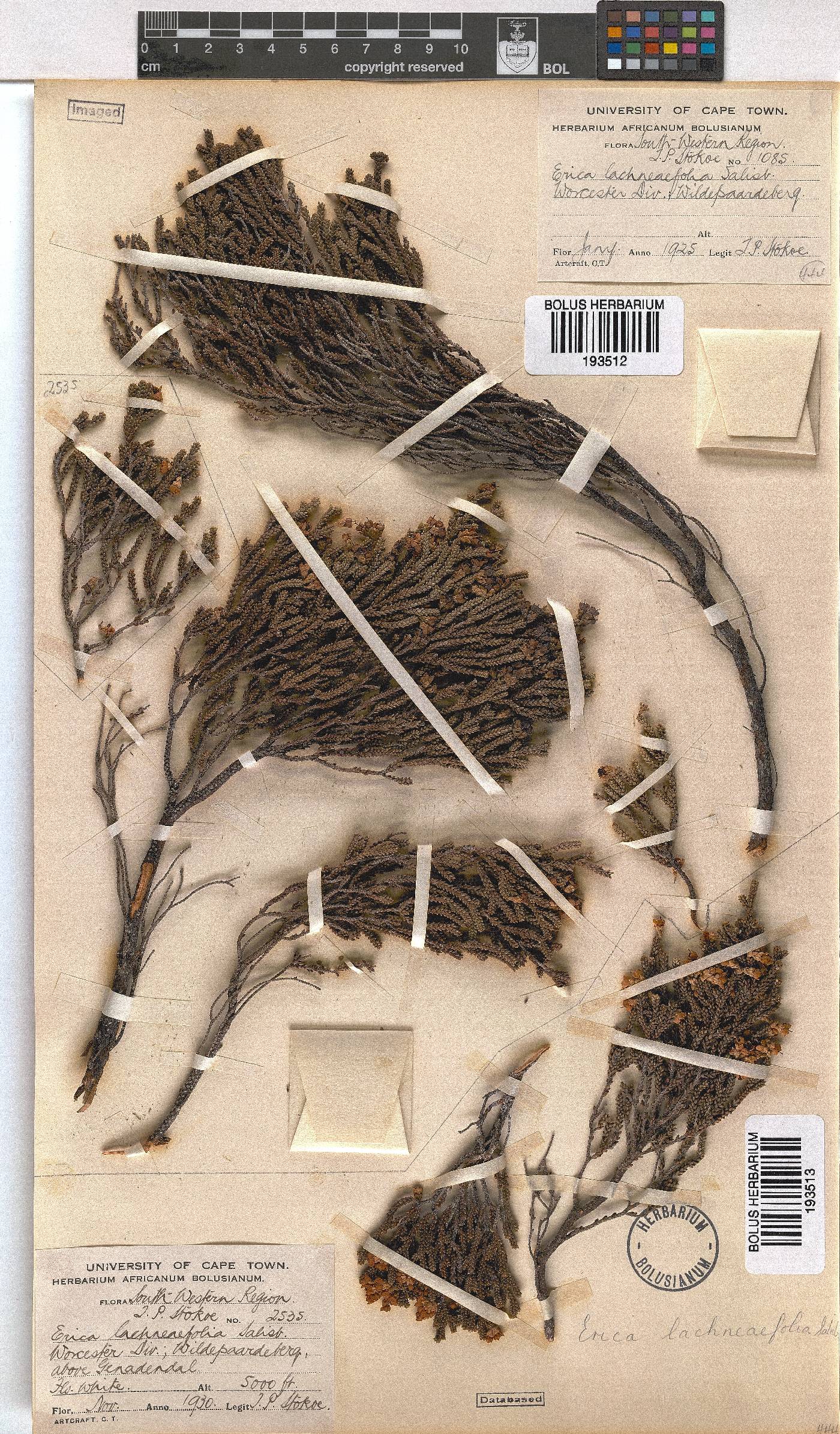 Erica lachnaeifolia image