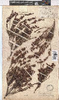 Erica calycina image