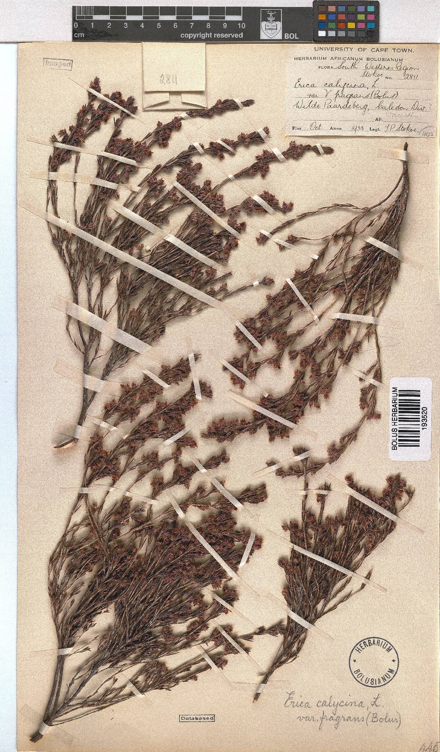 Erica calycina var. fragrans image