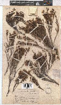 Erica calycina image