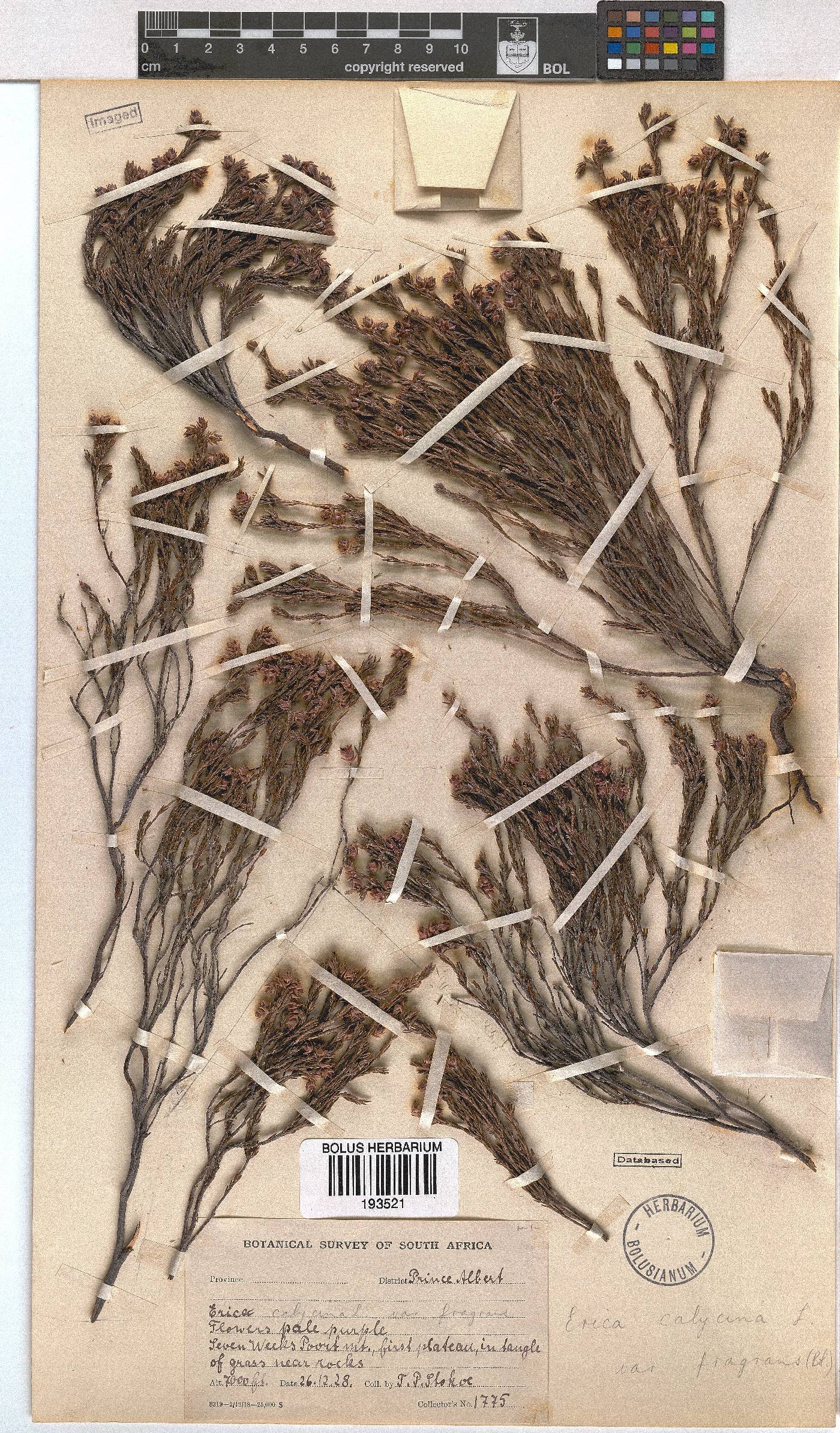 Erica calycina var. fragrans image