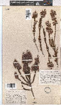 Erica calycina image