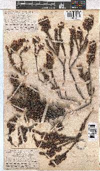 Erica calycina image