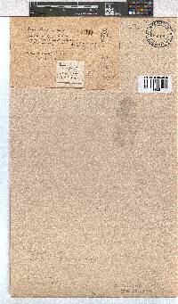 Erica altevivens image