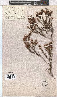 Erica calycina image