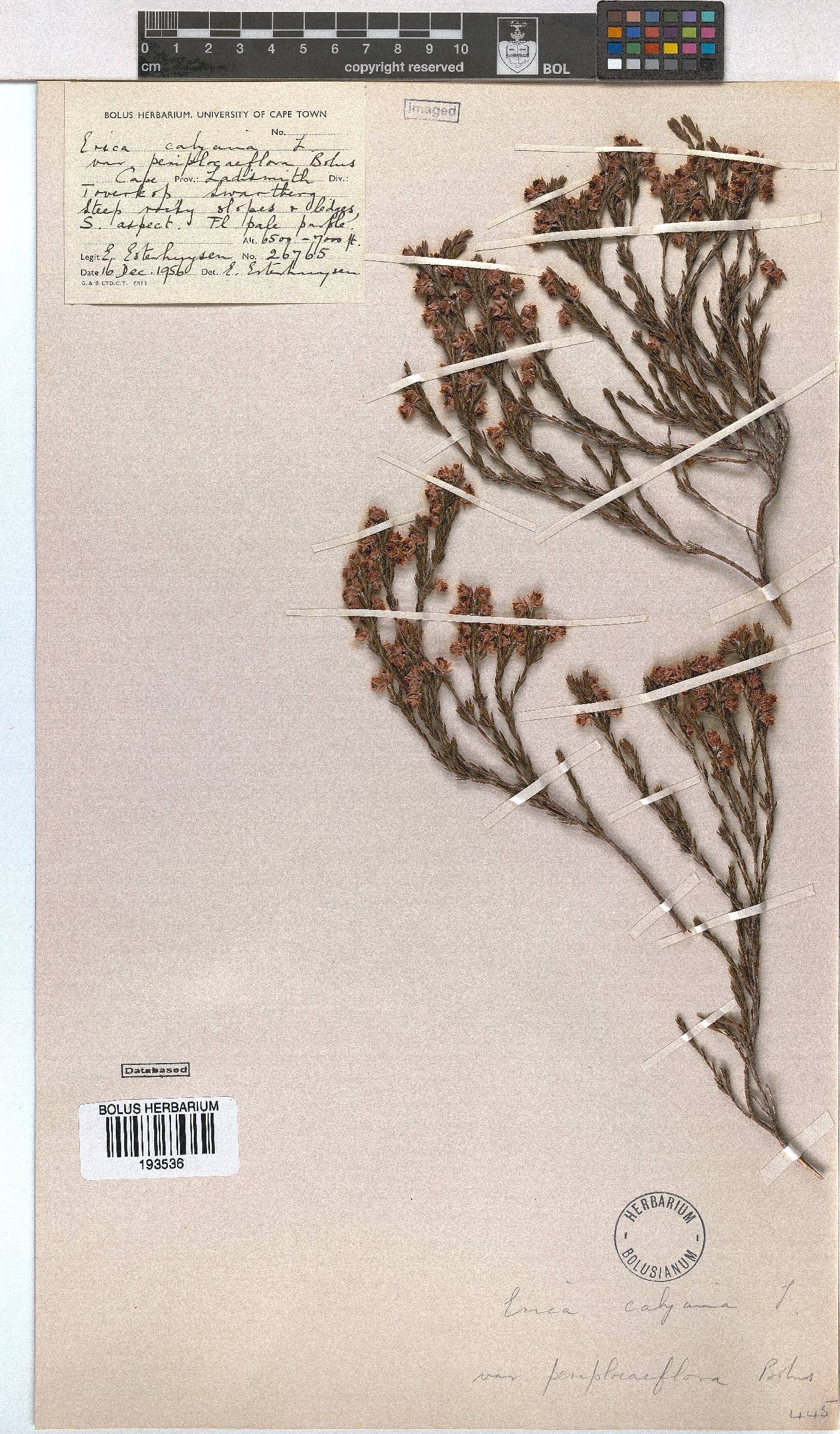 Erica calycina var. periplociflora image