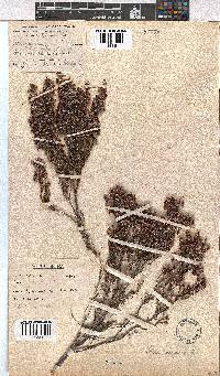 Erica calycina image