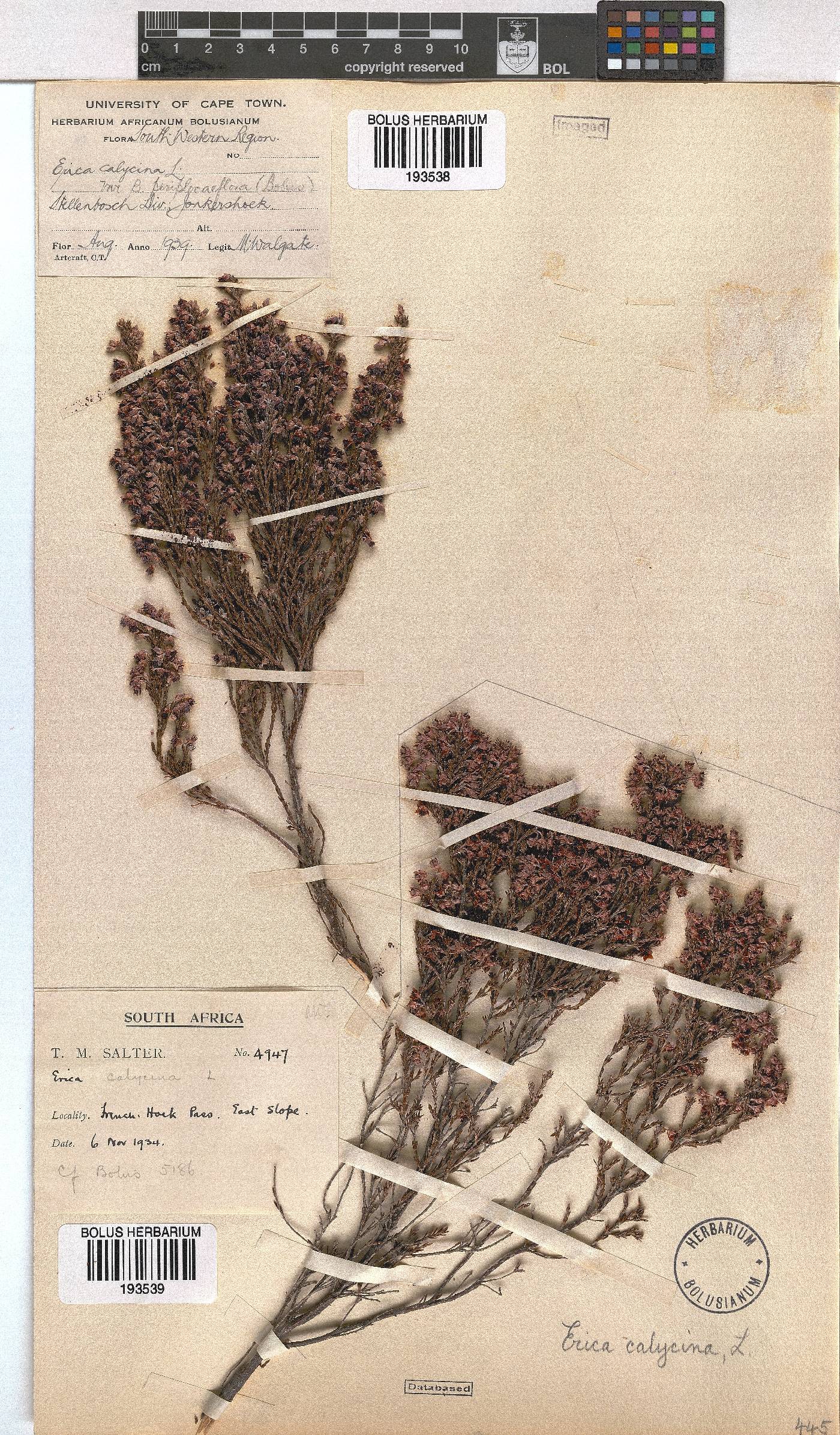 Erica calycina var. periplociflora image