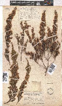 Erica calycina image