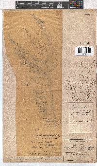 Erica calycina image