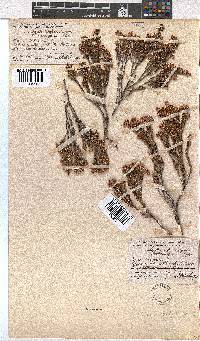 Erica calycina image