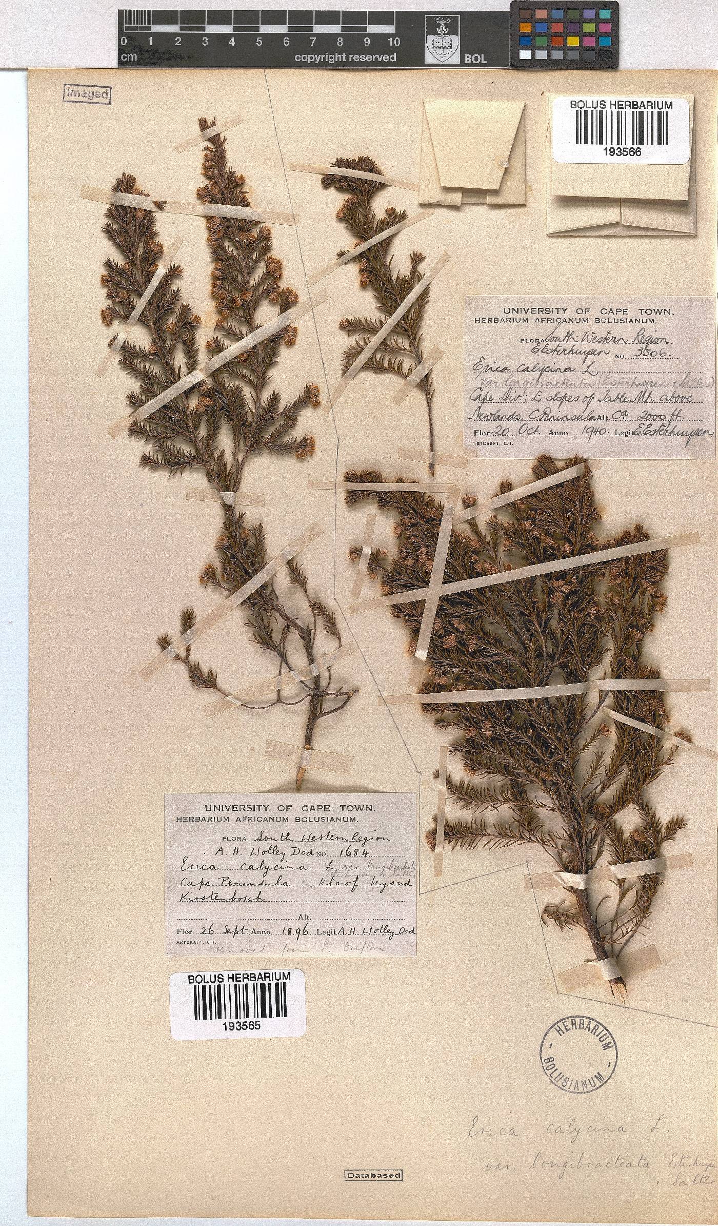 Erica calycina var. longibracteata image