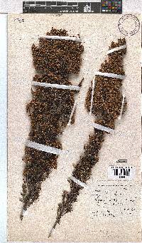 Erica calycina var. longibracteata image