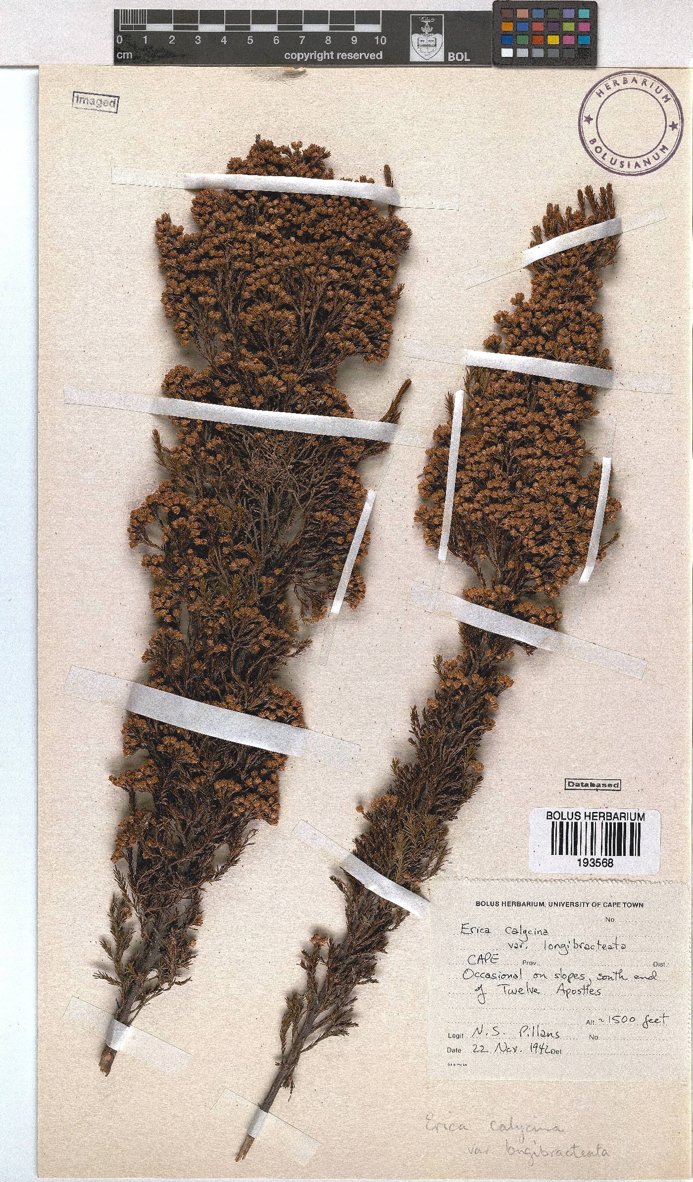 Erica calycina var. longibracteata image