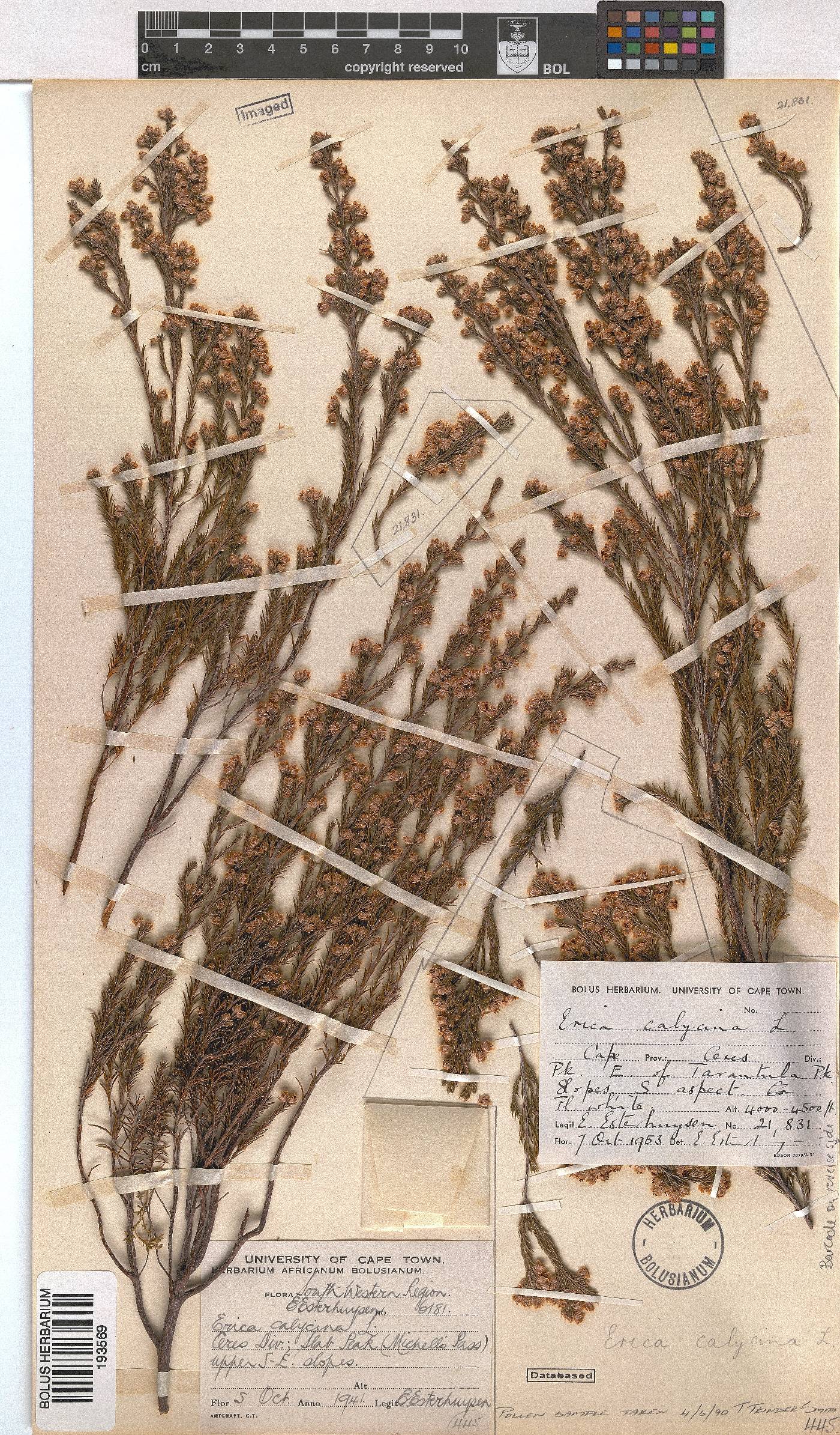 Erica calycina image