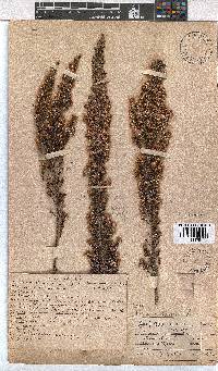 Erica calycina image