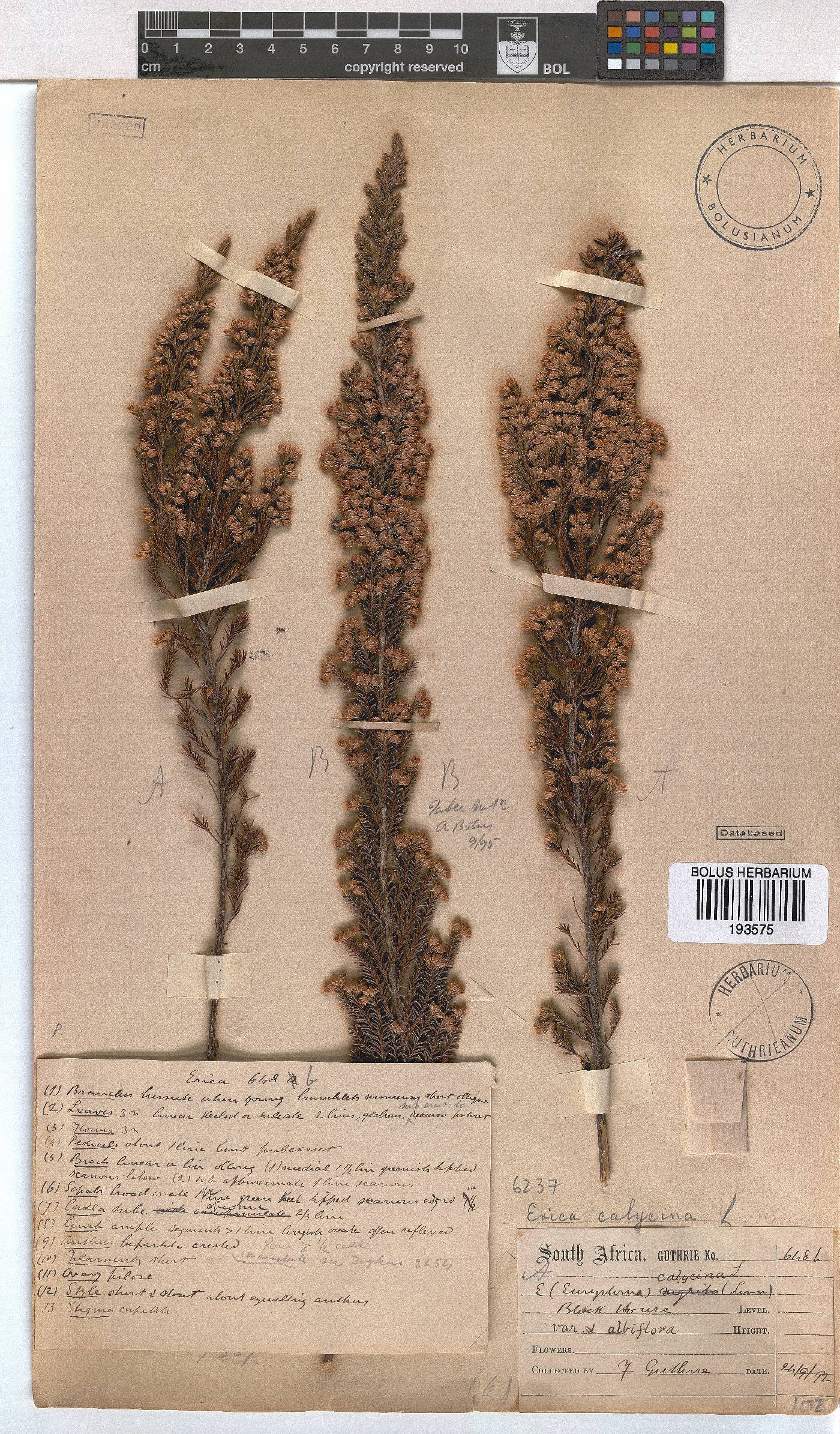 Erica calycina var. longibracteata image