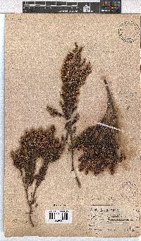 Erica calycina image