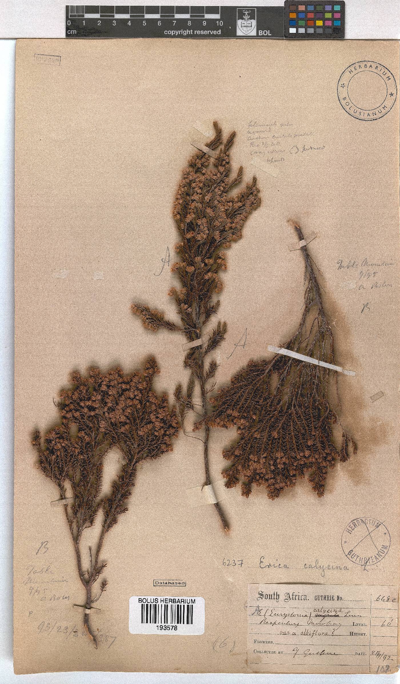 Erica calycina var. longibracteata image