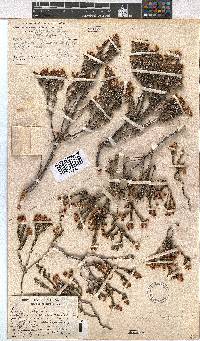 Erica calycina image