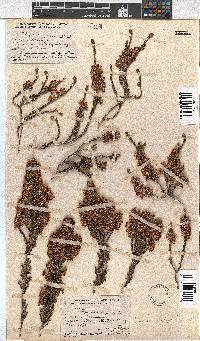 Erica calycina image