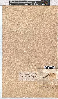 Erica calycina image