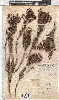 Erica calycina image