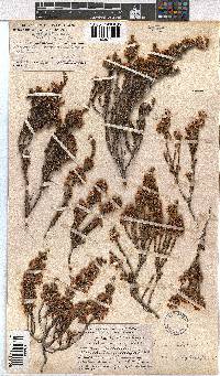 Erica calycina image