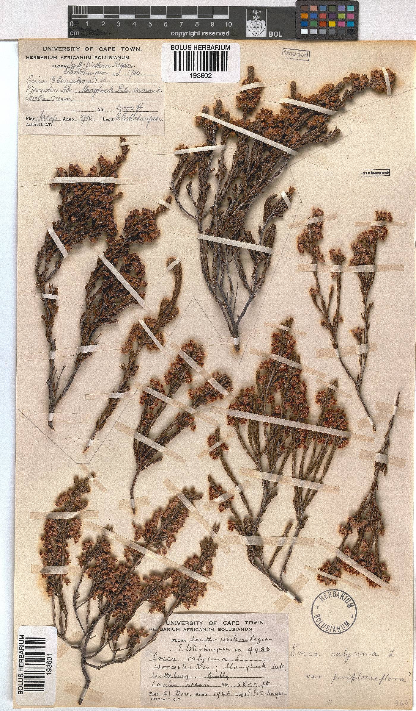 Erica calycina image