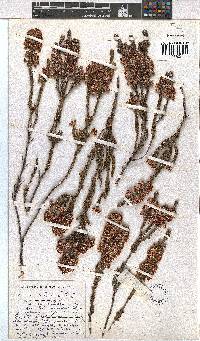 Erica calycina image