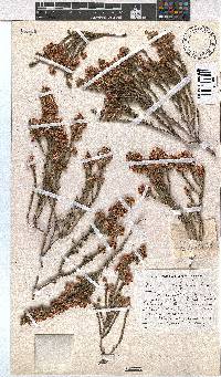 Erica calycina image