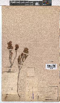 Erica calycina image