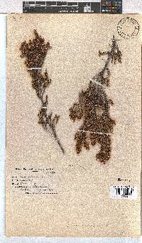 Erica calycina image